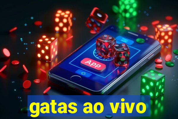 gatas ao vivo